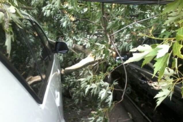 падение дерева