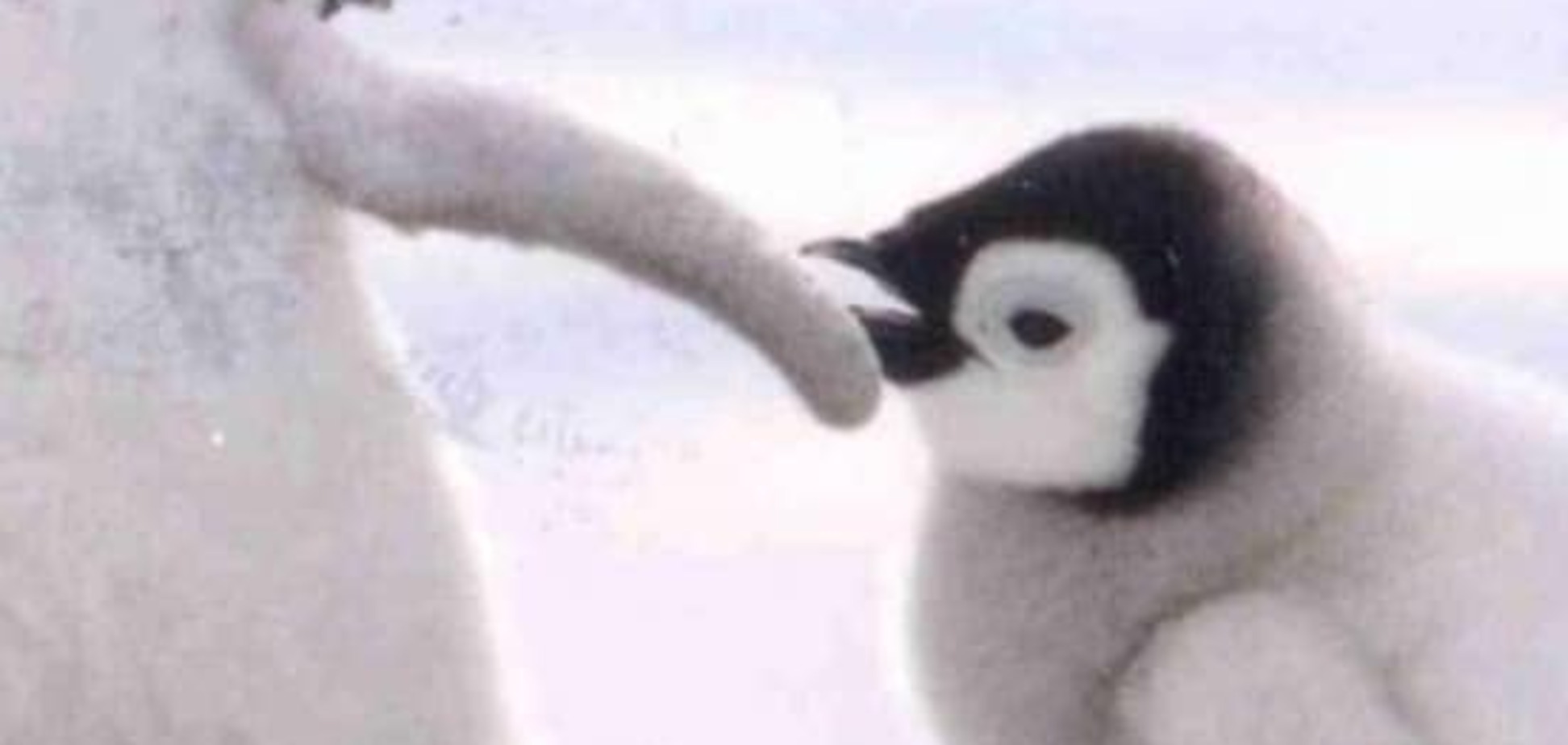Ученые предсказали скорое вымирание пингвинов