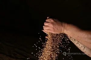 Пшениця