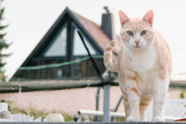 Кот-плюшкин: в Австралии домашний питомец приносит домой вещи соседей. Фото