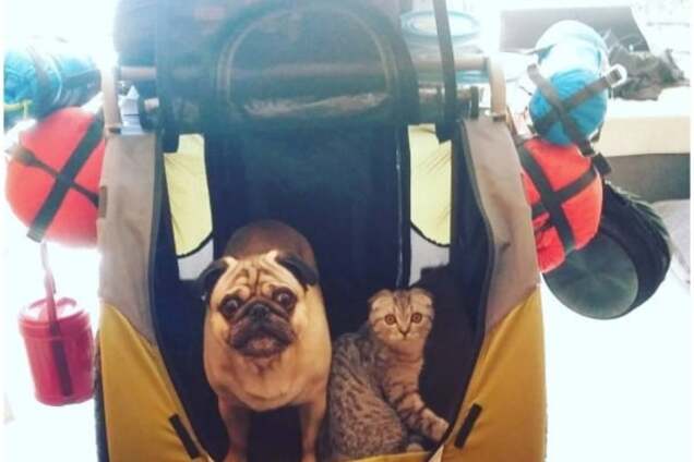 Самые известные путешественники: приключения мопса и кота покорили сеть