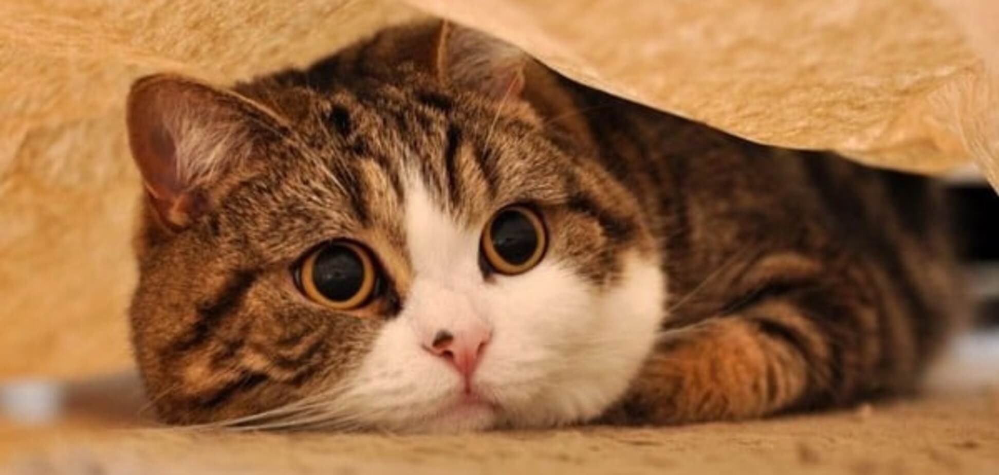 Необычные миллионеры: самые богатые домашние питомцы мира