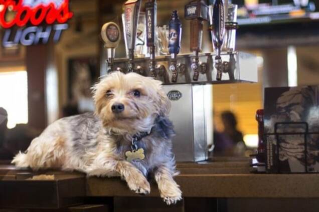 Приманка для туристов: в датском городе появятся бары для собак