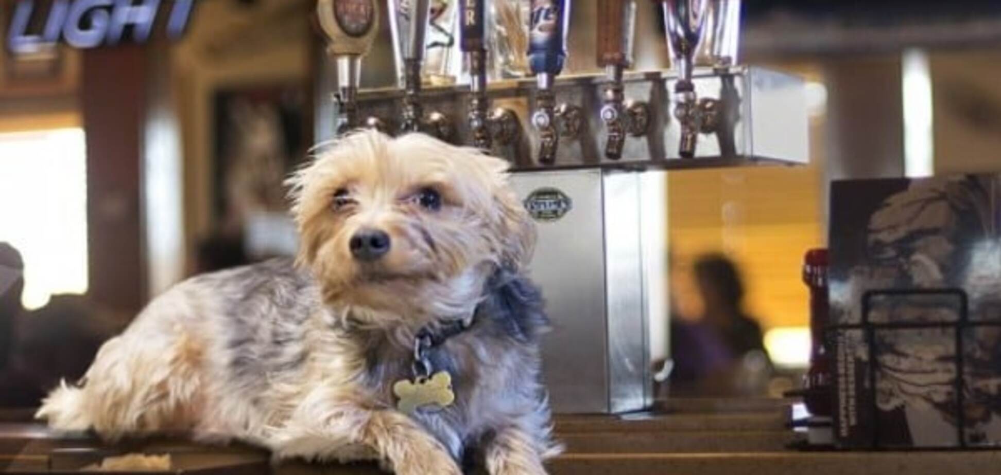 Приманка для туристов: в датском городе появятся бары для собак