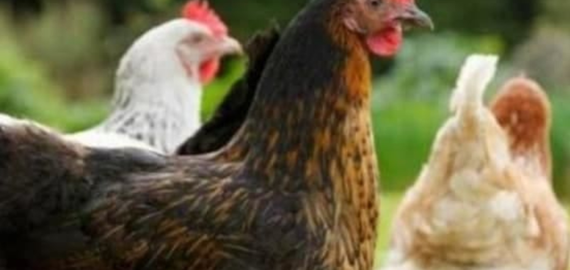 Курицы спасут мир: ученые назвали компонент, способный защитить от вируса Зика