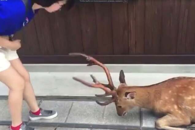 Вежливый олень