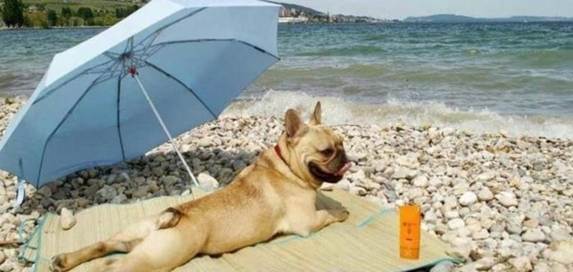 В Барселоне начал работу первый пляж для собак