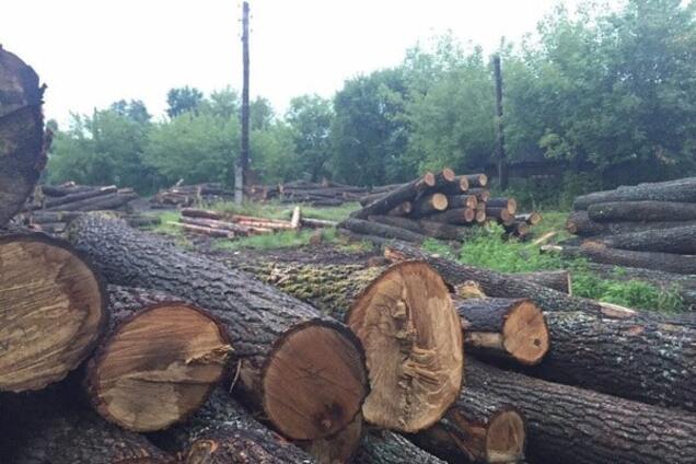 Вырубка лесов в Украине