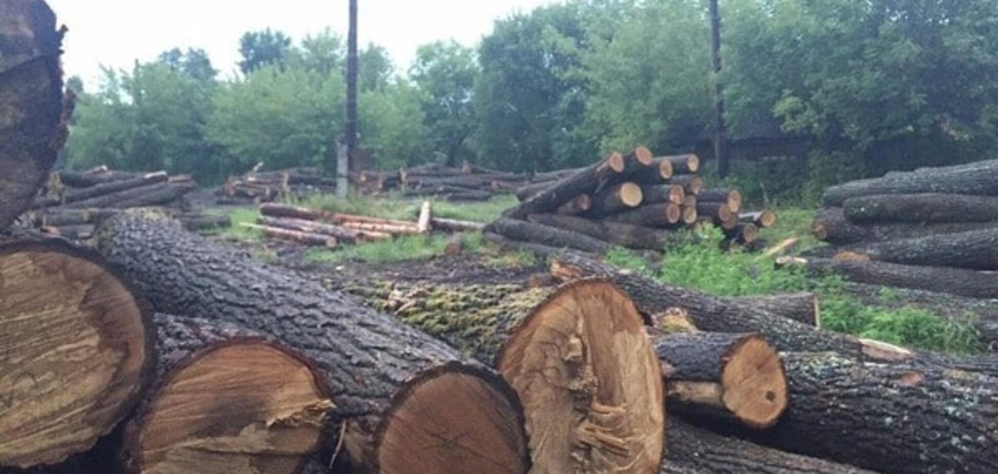 Вырубка лесов в Украине