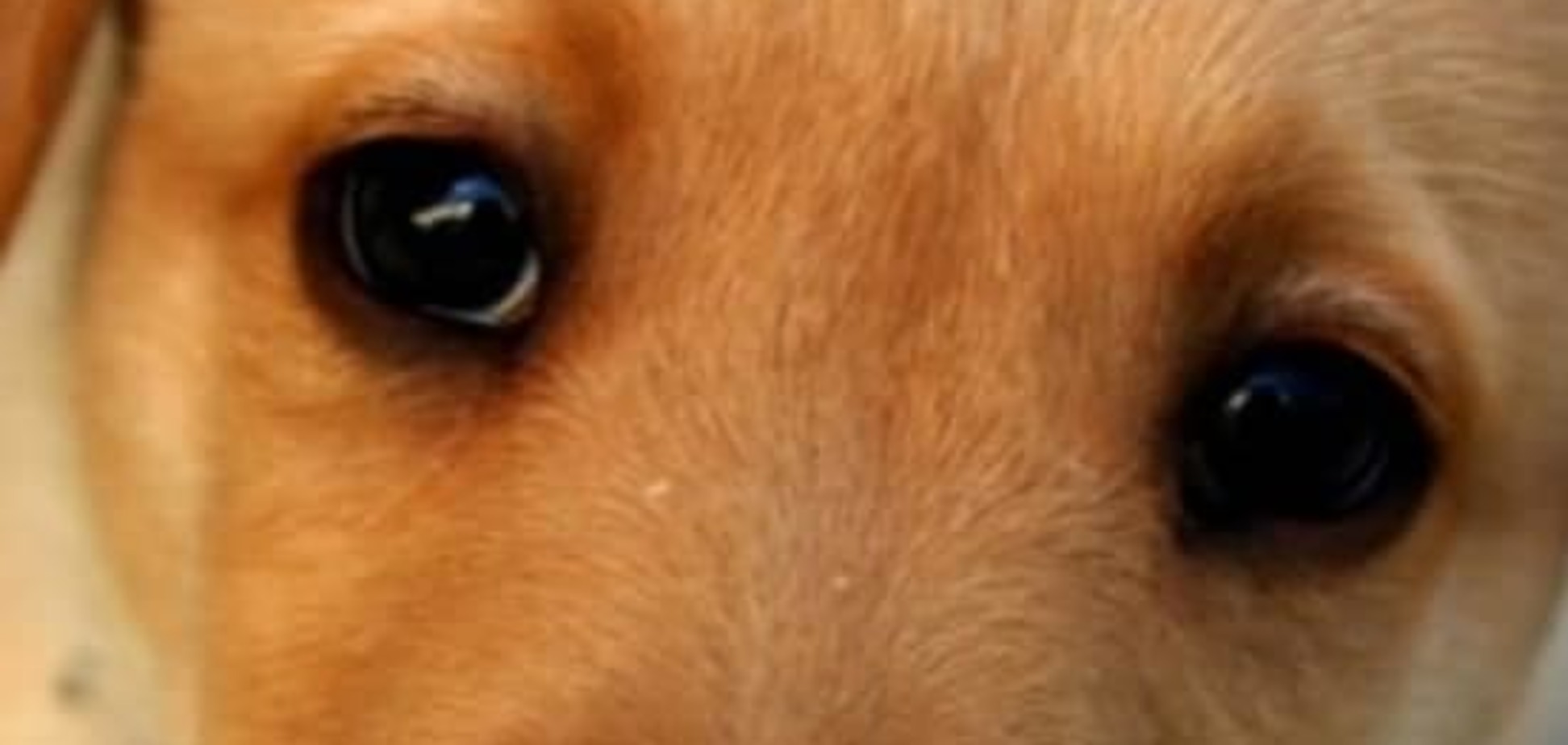Верность: ученые рассказали о связи между собакой и ее хозяином