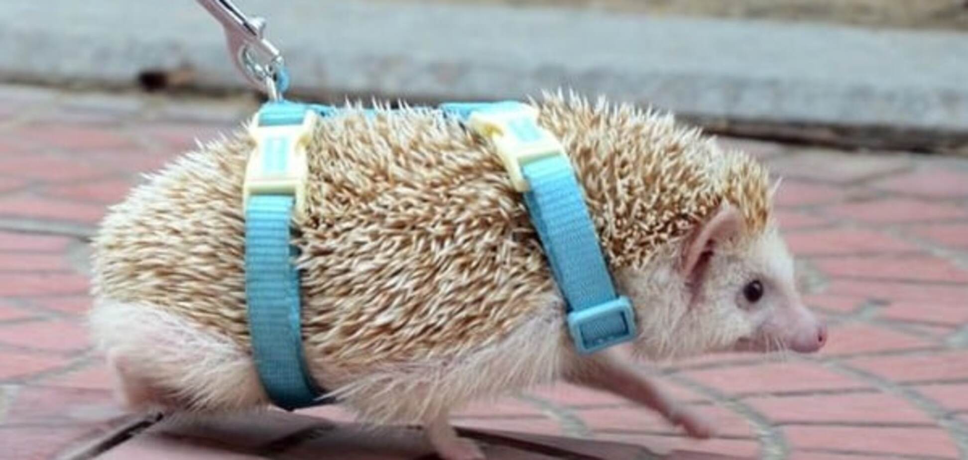 Ежик на поводке