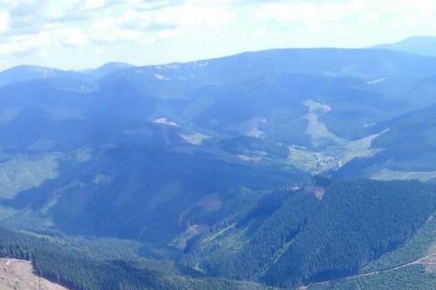 Вырубка леса