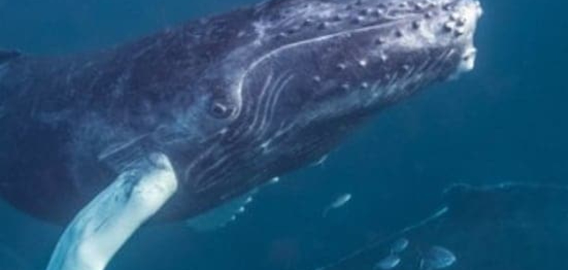 Ученые установили, что горбатые киты защищают млекопитающих от хищников