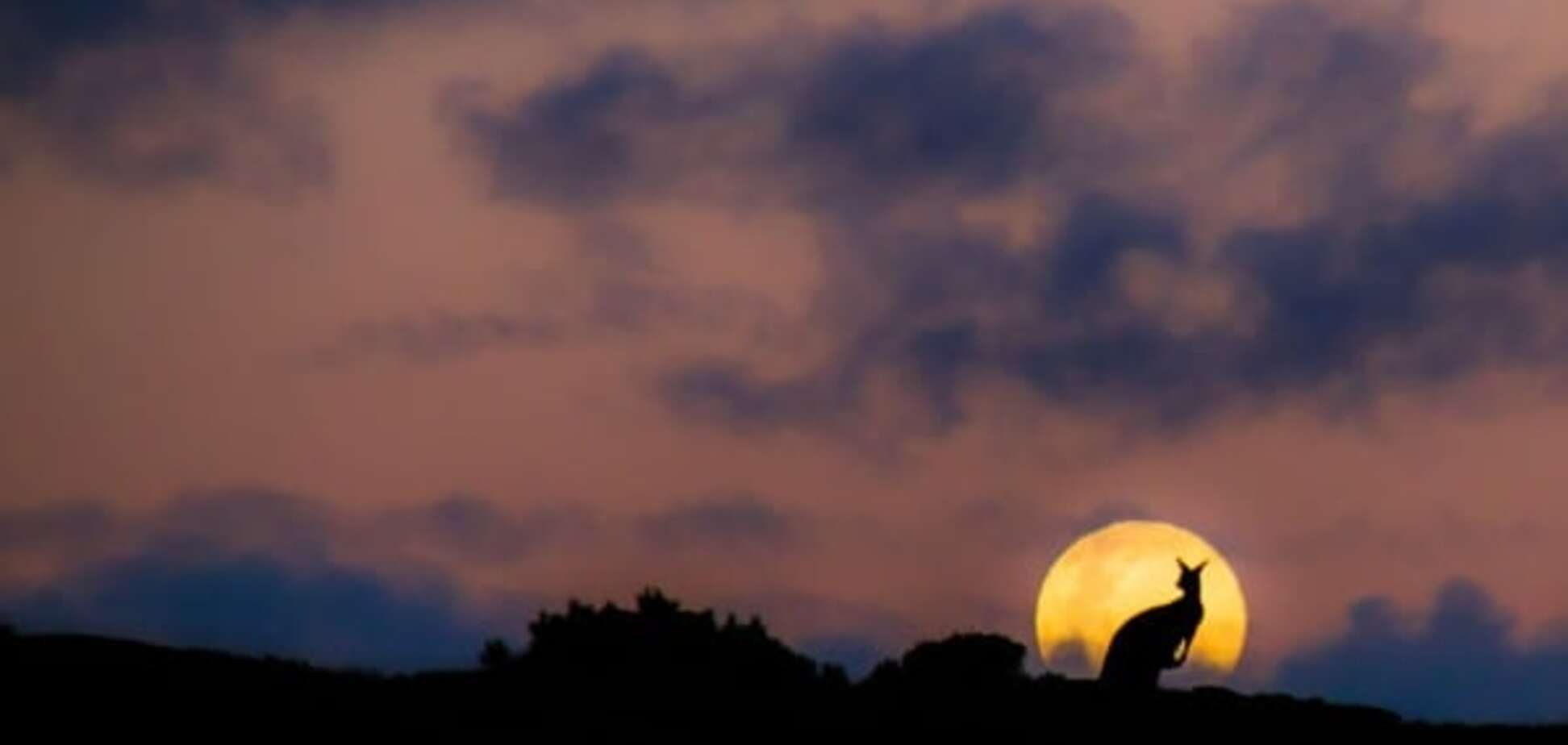 Романтика: сеть покорило фото двух влюбленных кенгуру на фоне полной Луны. Опубликованы фото