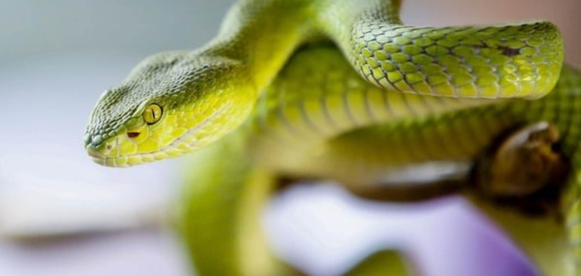 Львов змея укус яд