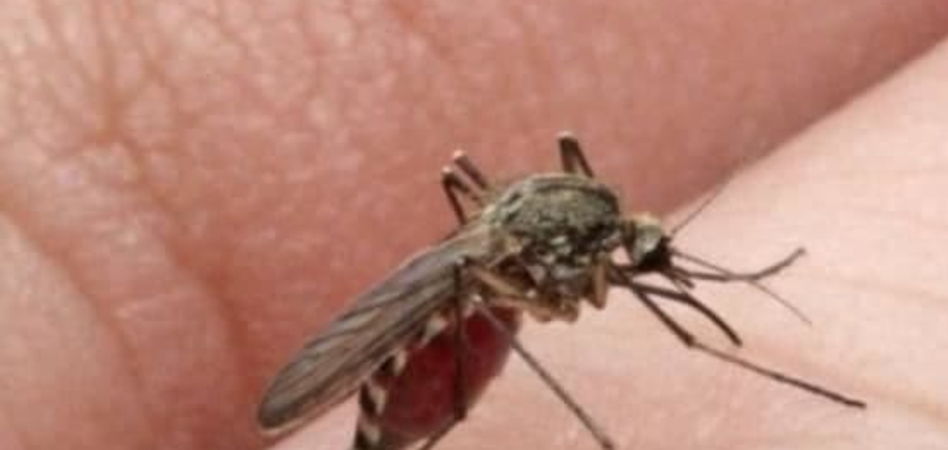 В Швеции прошел чемпионат мира по ловле комаров