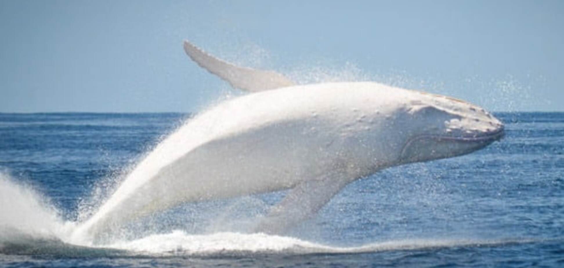 Легендарный кит-альбинос вновь показался возле берегов Австралии. Видео