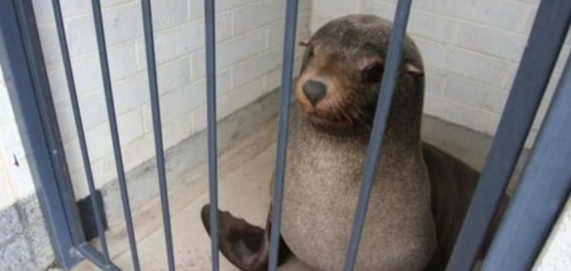 В Тасмании 120-кг тюлень уснул в женском туалете. Фото