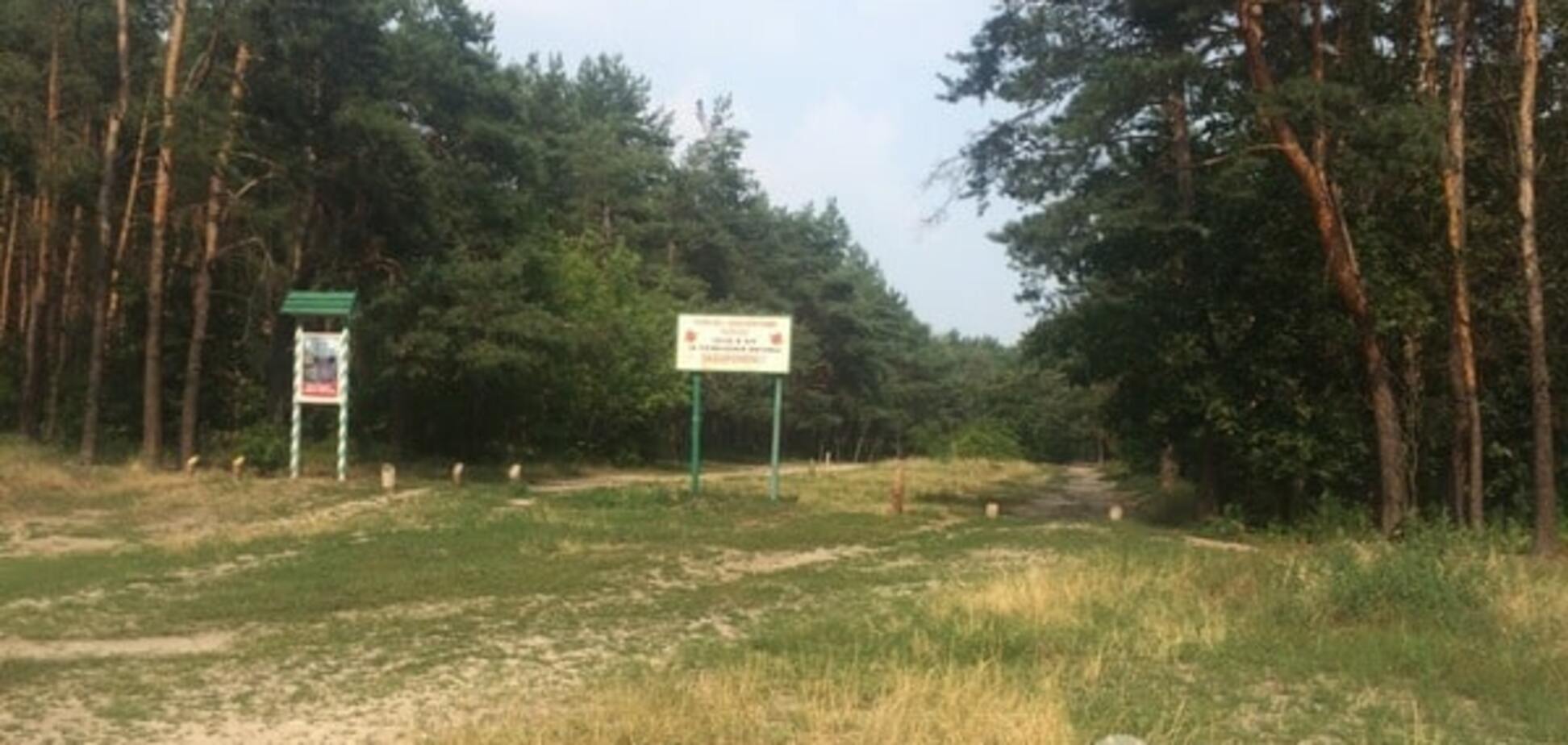 Лесной массив