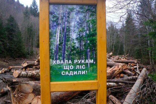 440 гектарів лісу під Києвом передали у приватну власність