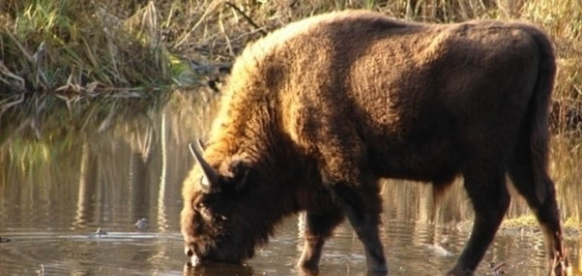 У волинському заповіднику вбили трьох зубрів
