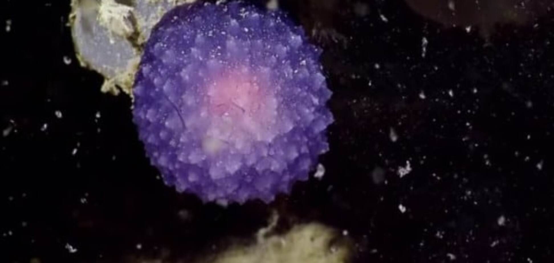 Ученые нашли на дне океана неизвестный вид животного