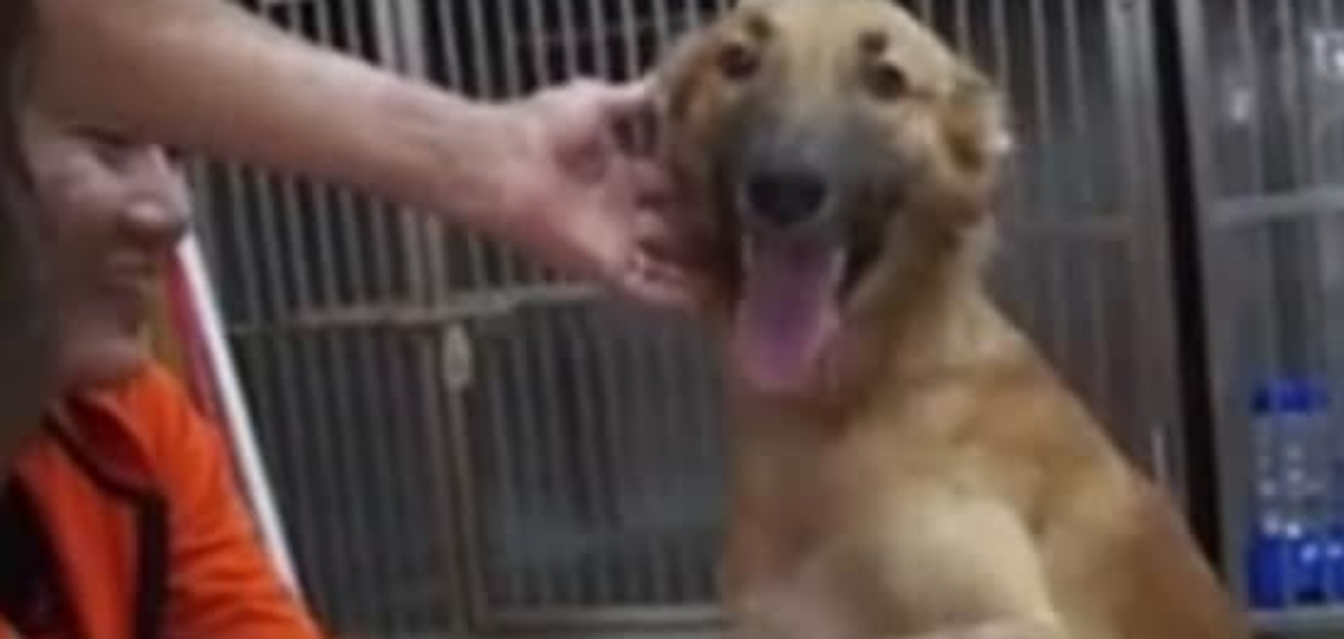 В Таиланде деньги на протезы собаке собирали всей страной