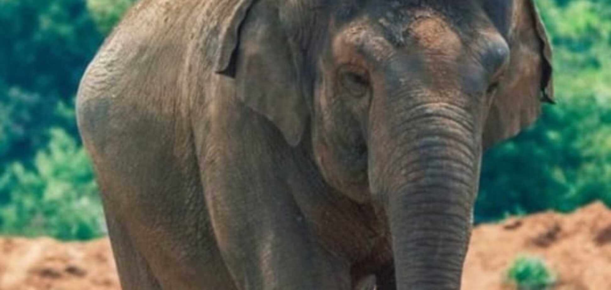 В Марокко слон убил девочку, метнув ей в голову камень. Видео