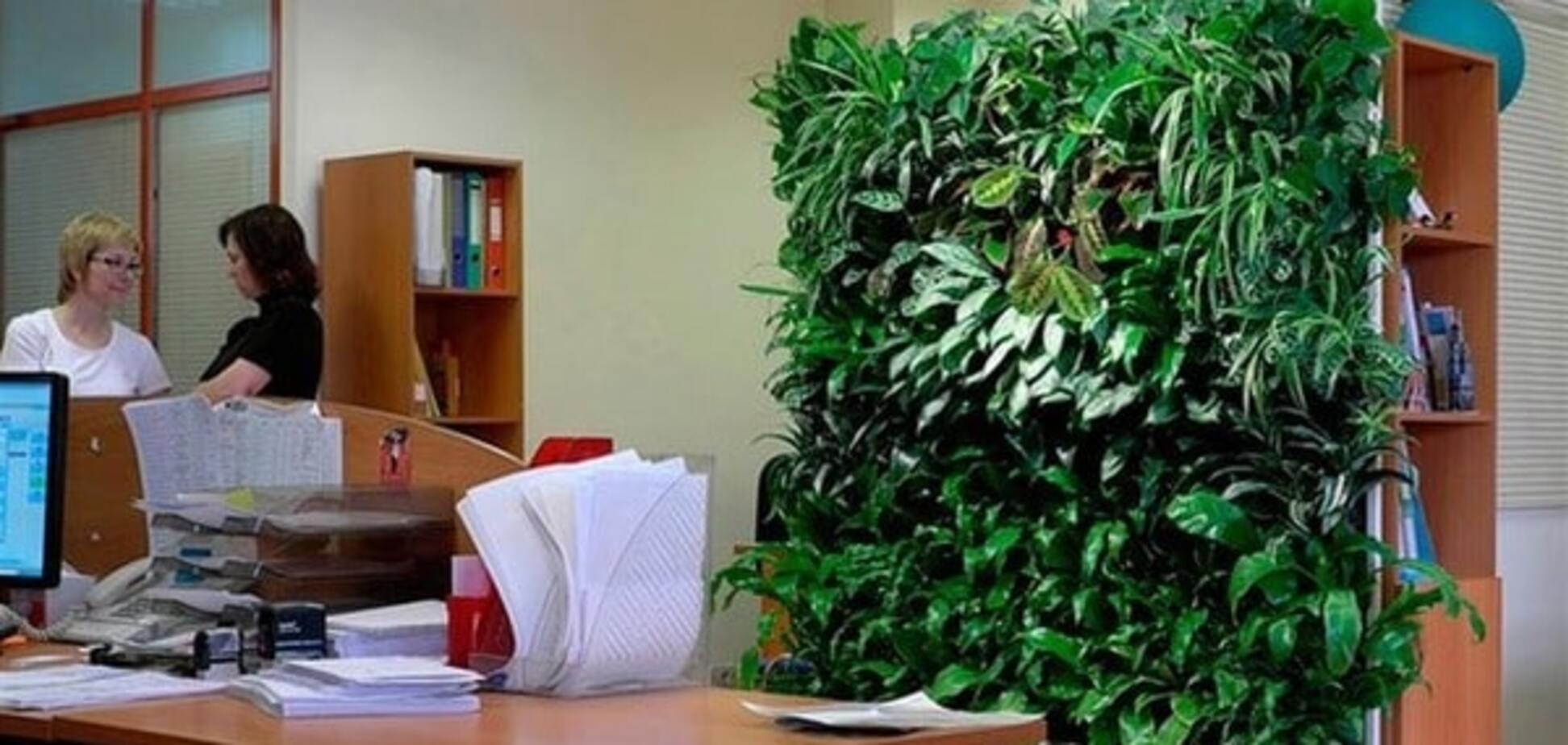 Растения в офисах повышают производительность труда