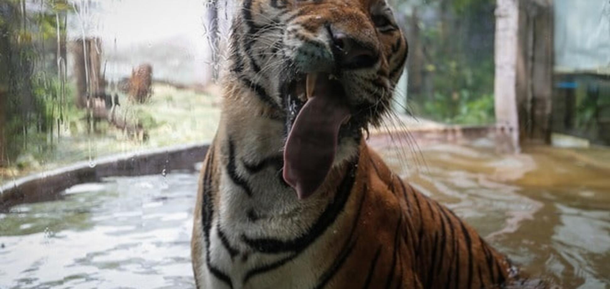 Венесуэла, зоопарк, звери