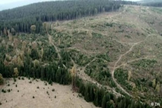 Куди зникає карпатський ліс