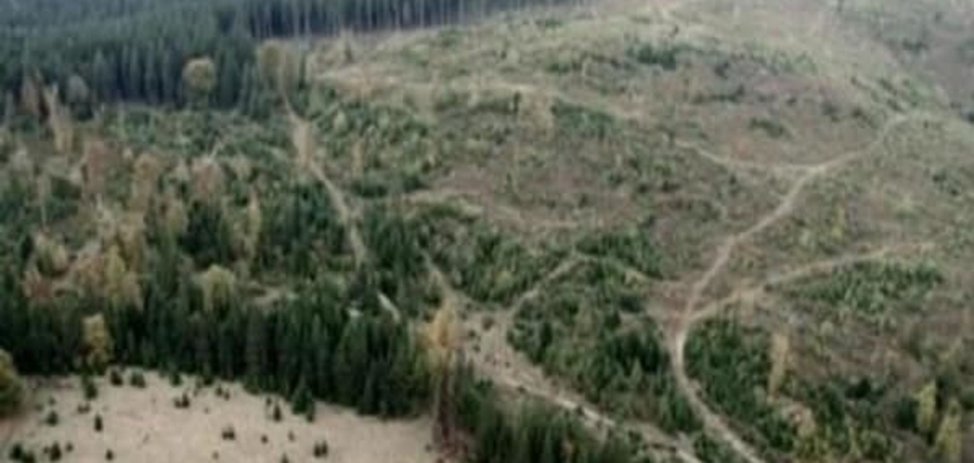 Куди зникає карпатський ліс