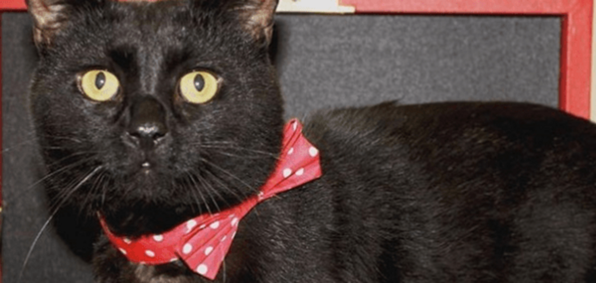 Кот Гладстон