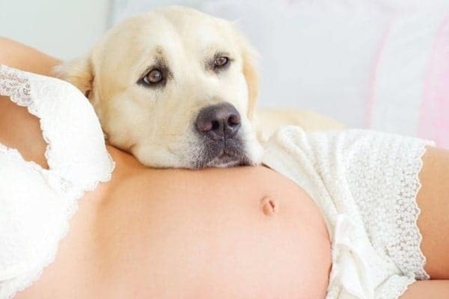Собаки знают, что вы беременны, раньше вас 