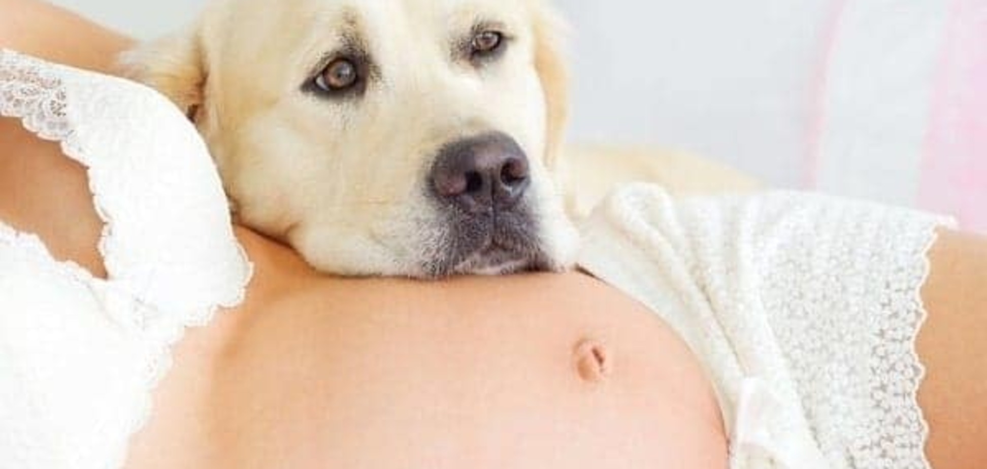 Собаки знают, что вы беременны, раньше вас 