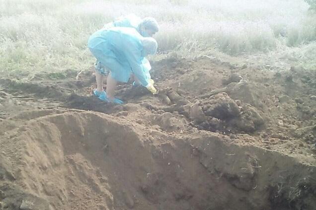 Чума свиней