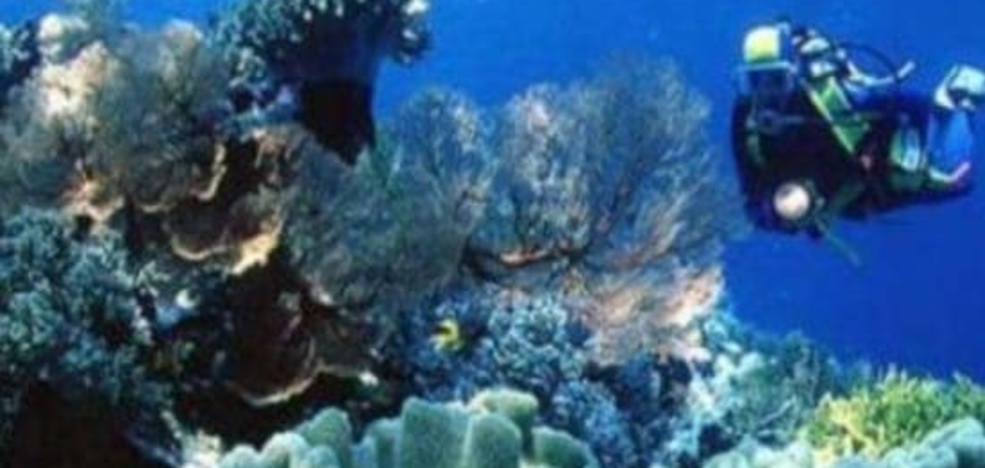 В Черном море на глубине 2000 метров ученые нашли живые организмы