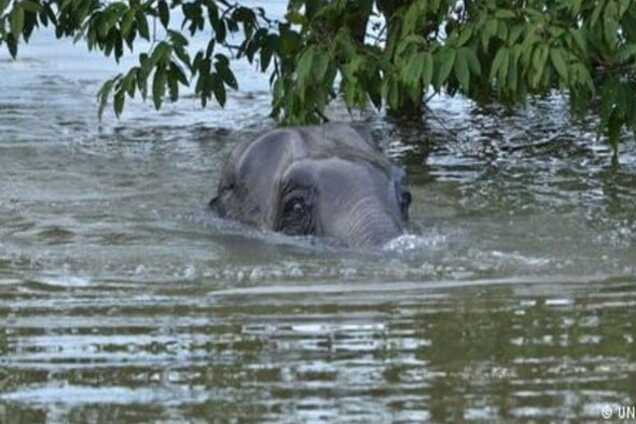Понад сто людей загинули через бурі та повені у Південній Азії
