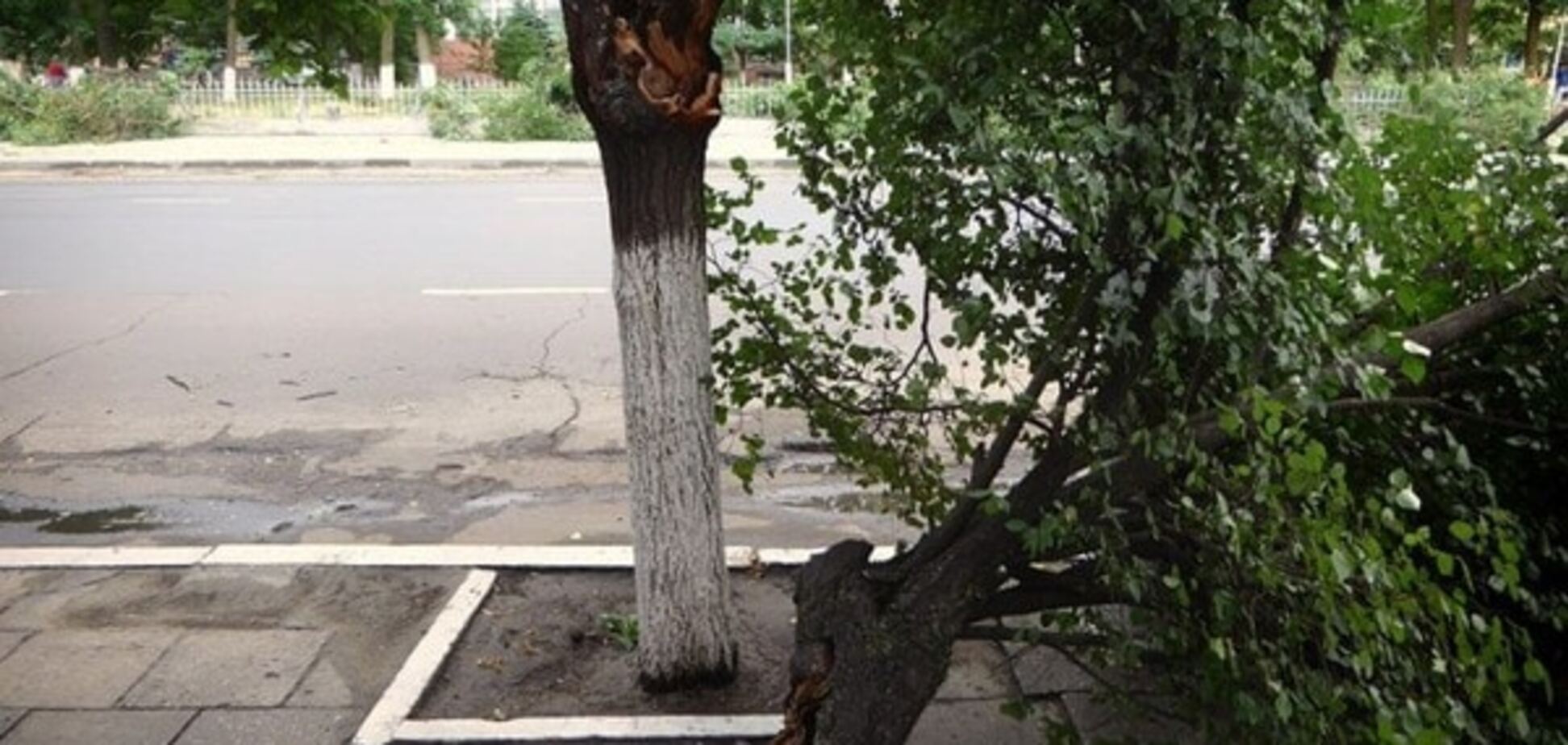 зламане дерево
