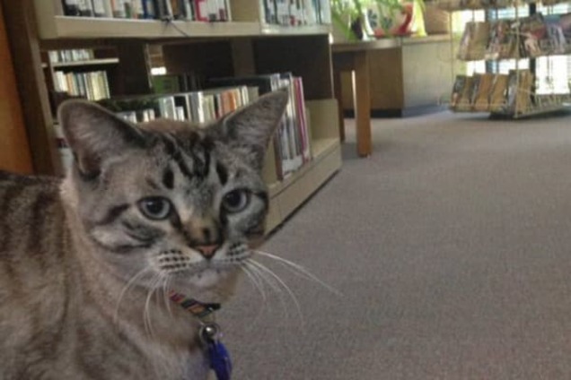 В США люди со всего мира спасли кота Браузера от выселения на улицу. Фото