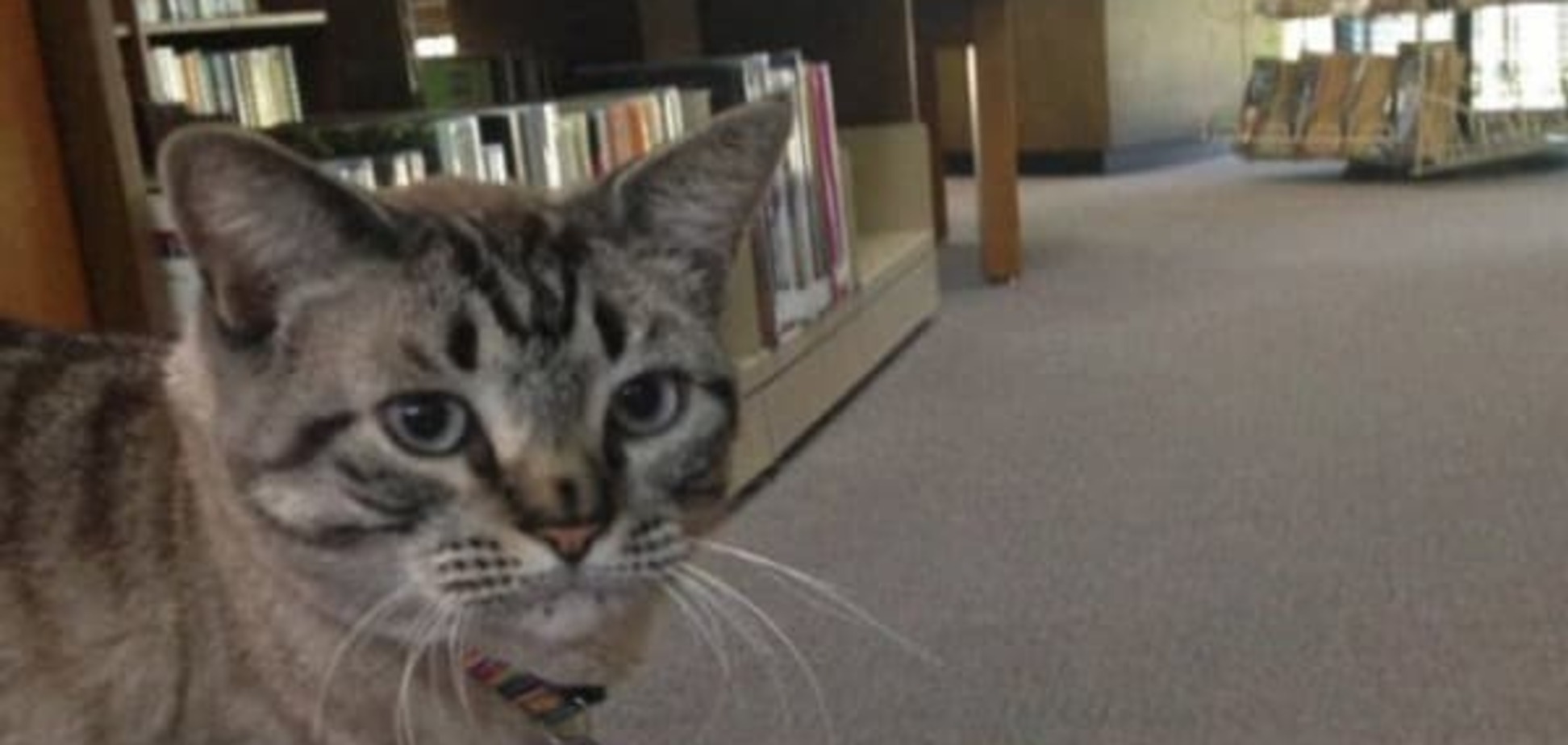 В США люди со всего мира спасли кота Браузера от выселения на улицу. Фото