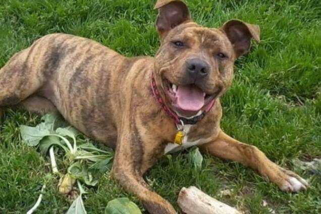 'Самая одинокая собака' Британии нашла семью