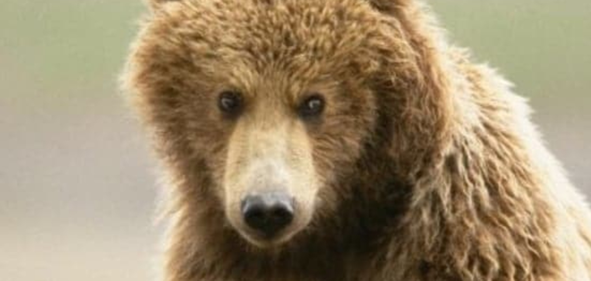 Ученые выяснили, почему вымерли пещерные медведи