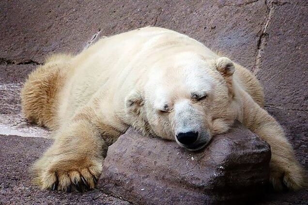 Самый грустный медведь в мире - Артуро