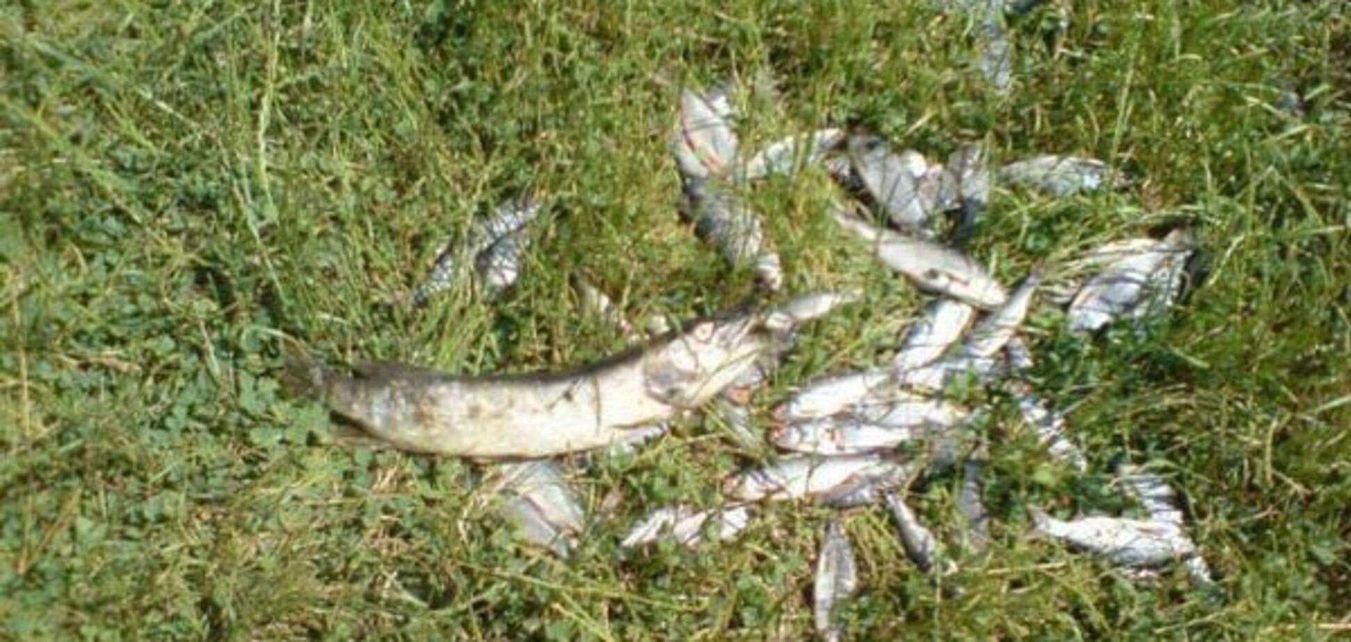 Экологическое бедствие