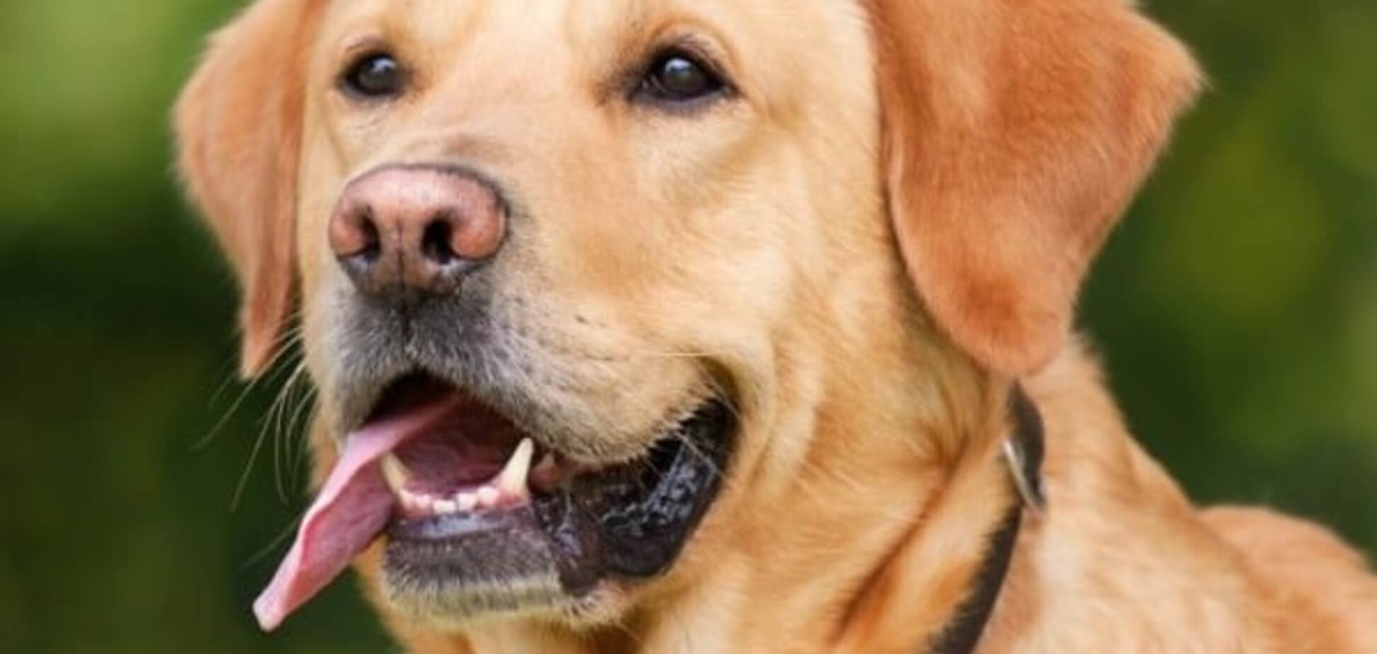 В США создали лекарство для собак против фобии фейерверков и грозы