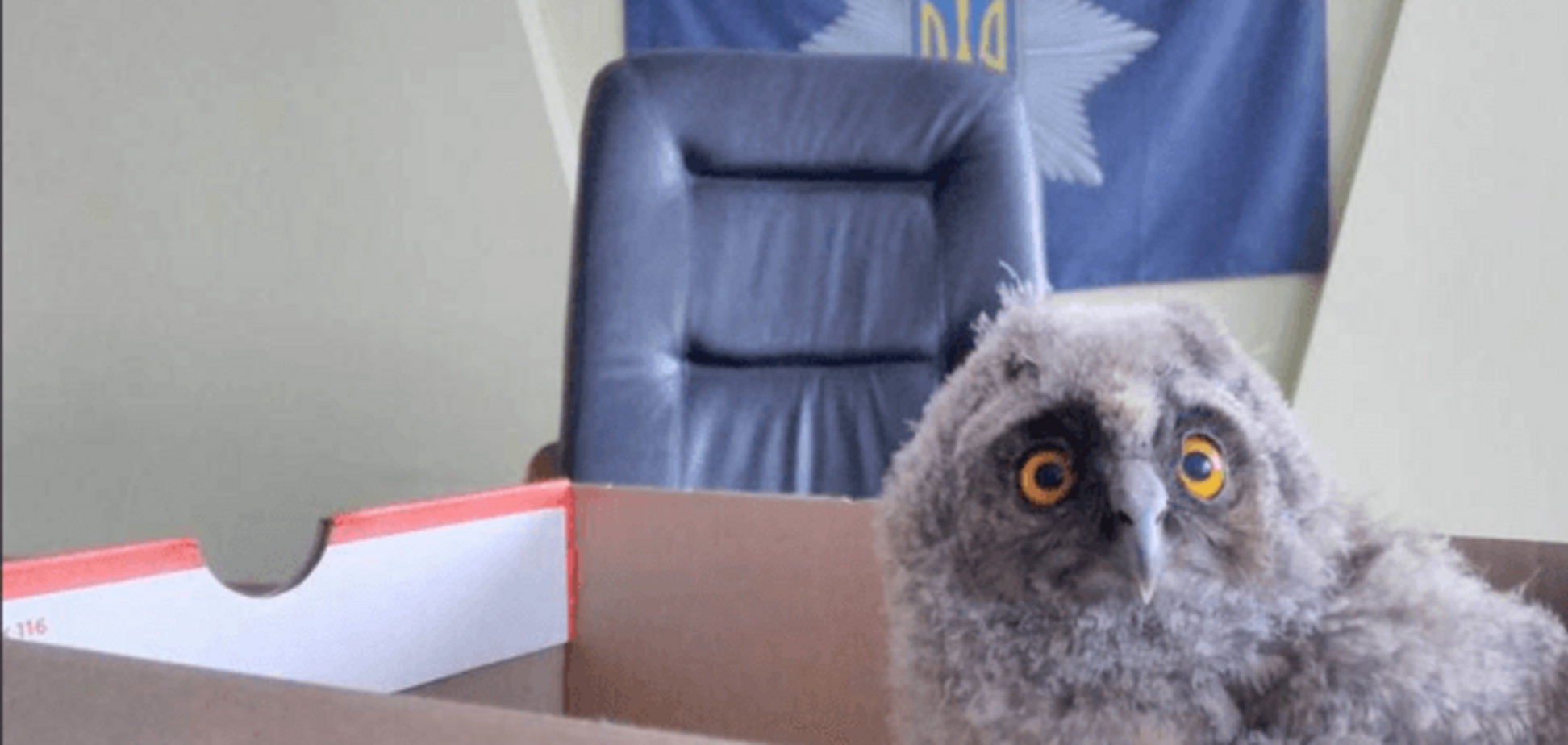 Патрульная сова