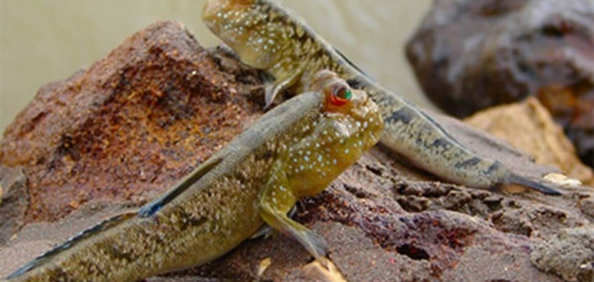 Ученые выяснили, что стало главной причиной эволюции человека