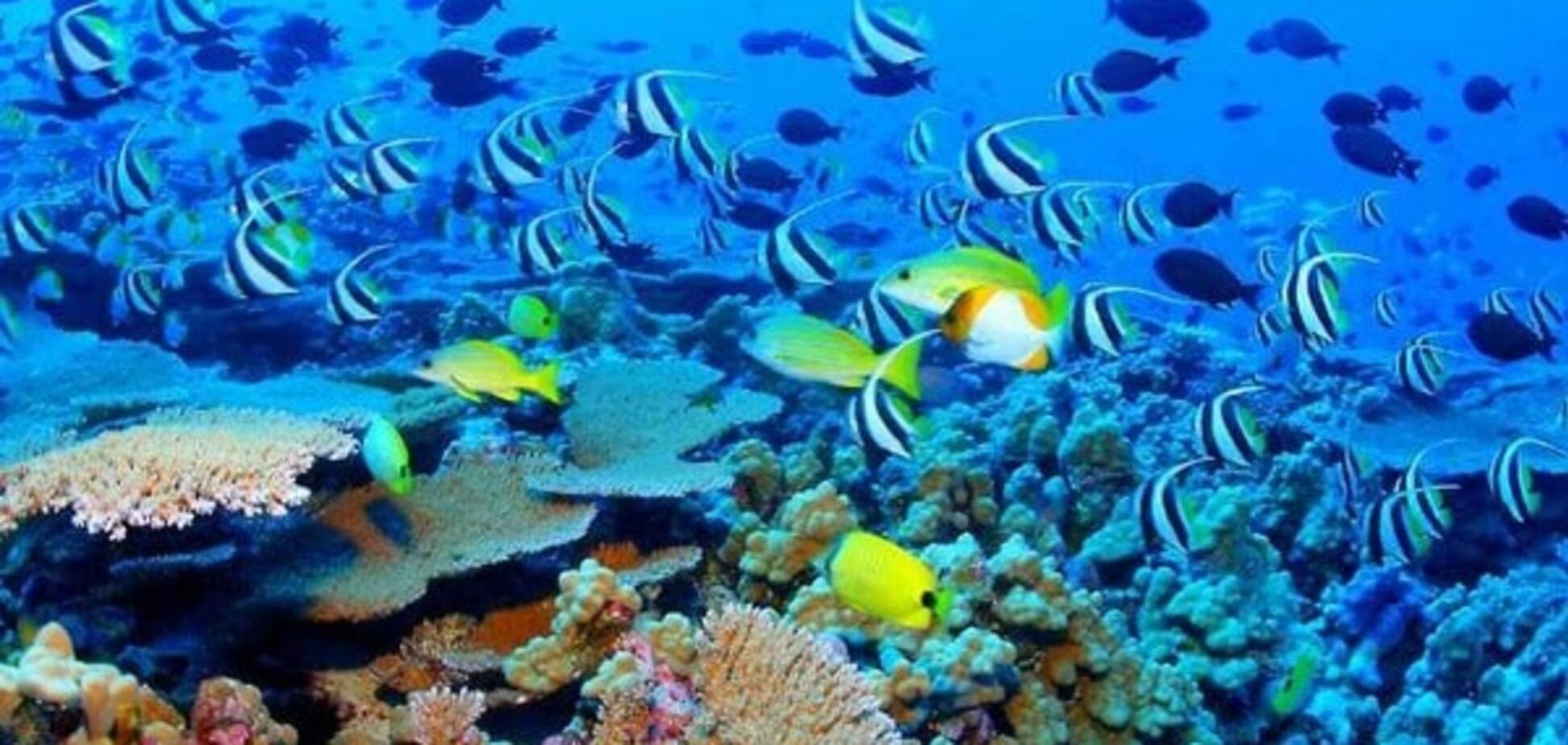 'Коралові рифи вмирають': еколог розповіла про наслідки глобального потепління