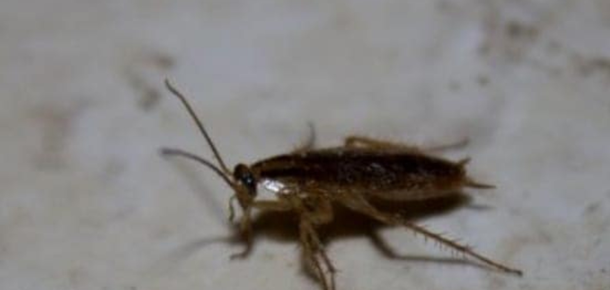 Иду по приборам: тараканам помогает ориентироваться в пространстве 'GPS'